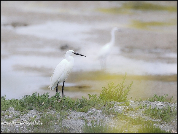 Aigrette garzette